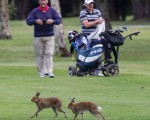 Gatecrashers at the Shannon Chamber Golf Classic. dPhotograph by Eamon Ward