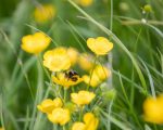 Pesticides detected in the Ennis and Shannon/Sixmilebridge drinking water supplies in Co Clare