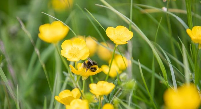 Pesticides detected in the Ennis and Shannon/Sixmilebridge drinking water supplies in Co Clare