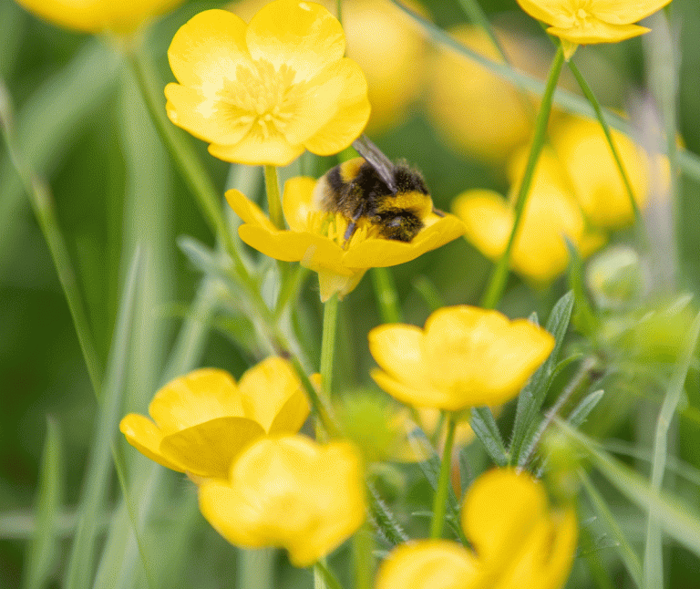 To spray or not to spray in County Clare- think carefully and always consider the possibility to use pesticide alternatives